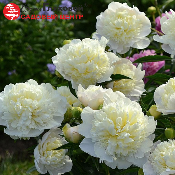 Основное изображение товара