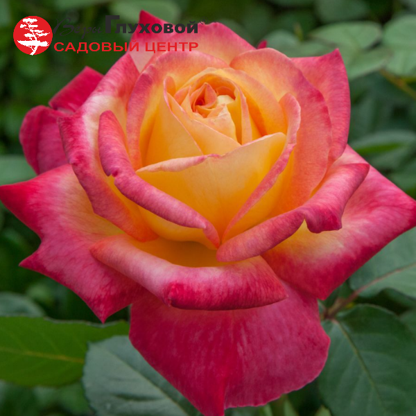 Основное изображение товара