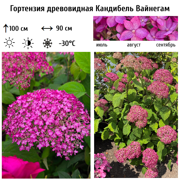 Основное изображение товара