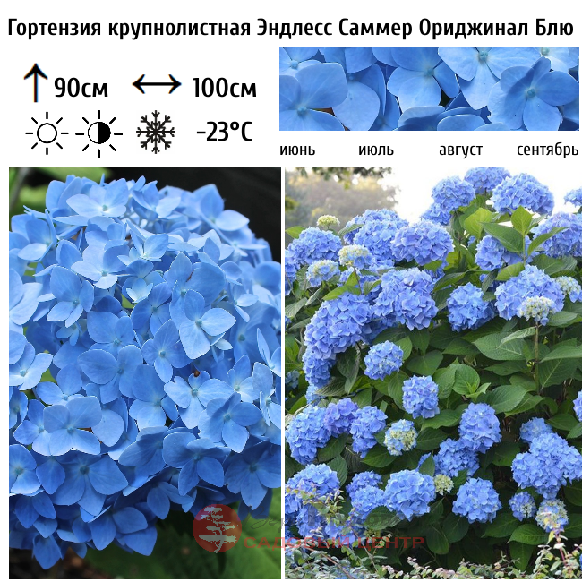 Гортензия крупнолистная Эндлесс Саммер Ориджинал Блю