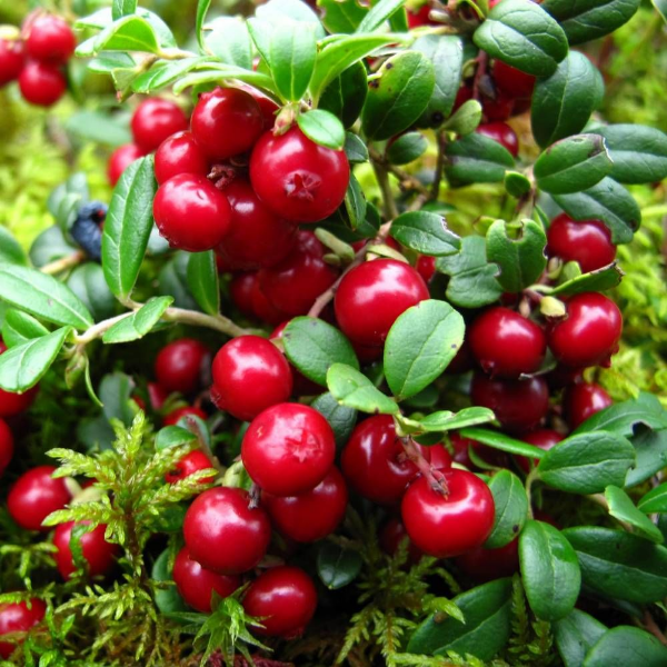 Основное изображение товара