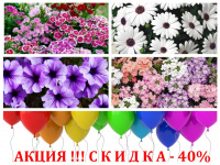 Скидка на однолетние цветы 40%