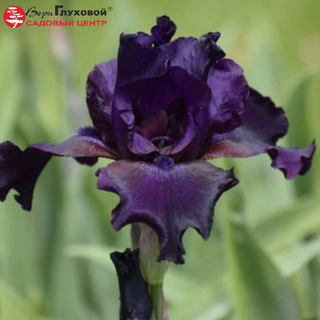 Основное изображение товара