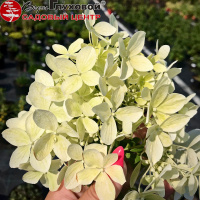 Гортензии: сезон 2020