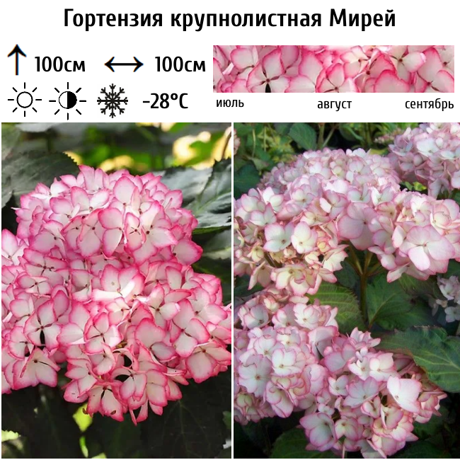 Гортензия крупнолистная Мирей