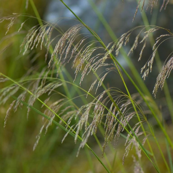 Основное изображение товара