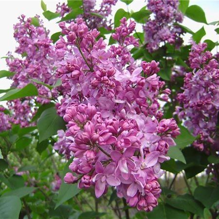 Основное изображение товара