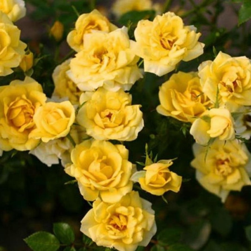 Роза миниатюрная Yellow Fairy