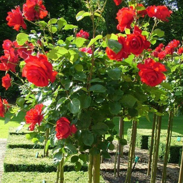 Основное изображение товара