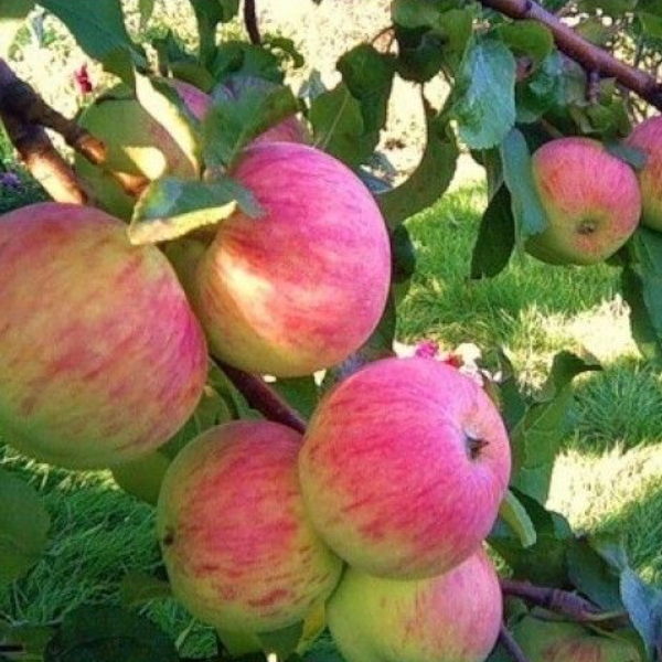 Основное изображение товара