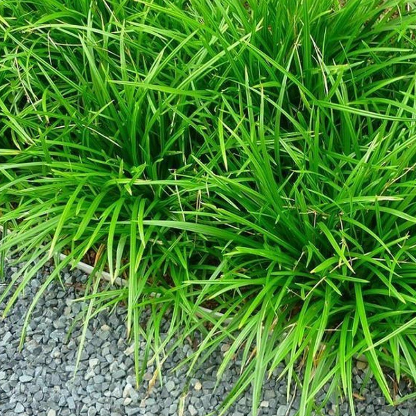 Основное изображение товара