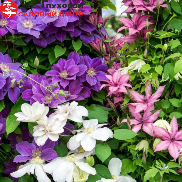 Основное изображение товара