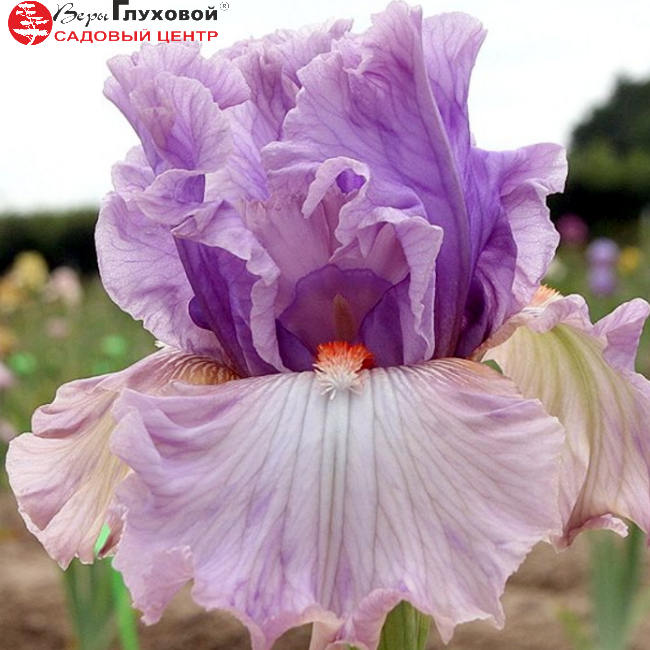 Основное изображение товара