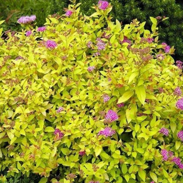 Спирея японская Голдмаунд
