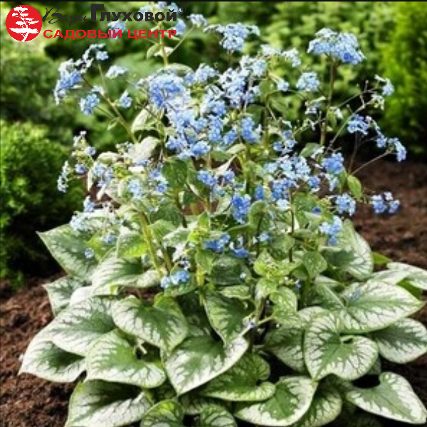 Основное изображение товара