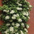 Гортензия плетистая, гибридная, дуболистная на фото
