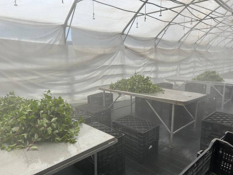 Летнее черенкование