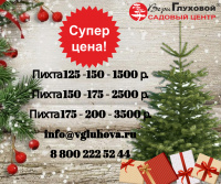 Акция на пихты Нордмана