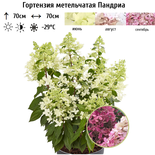 Основное изображение товара