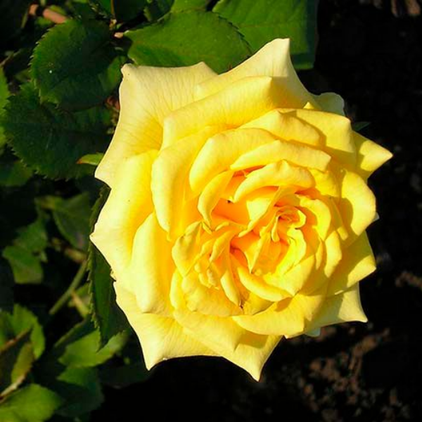 Основное изображение товара