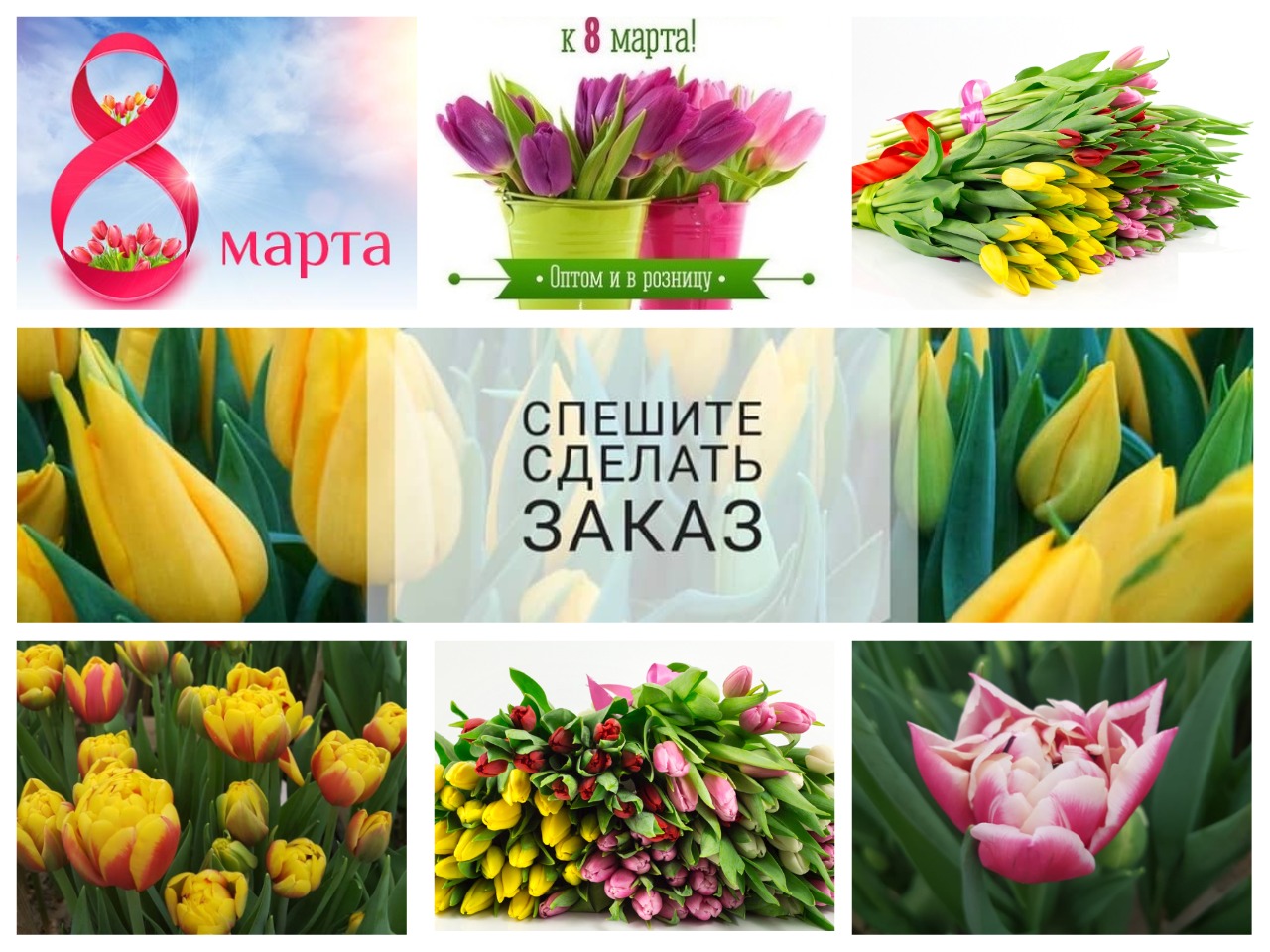 Новые тюльпаны в нашем Садовом Центре Новые тюльпаны в нашем Садовом Центре