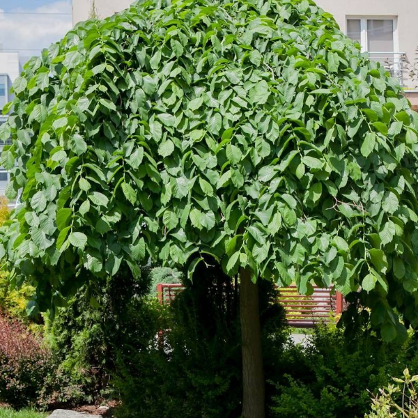 Основное изображение товара