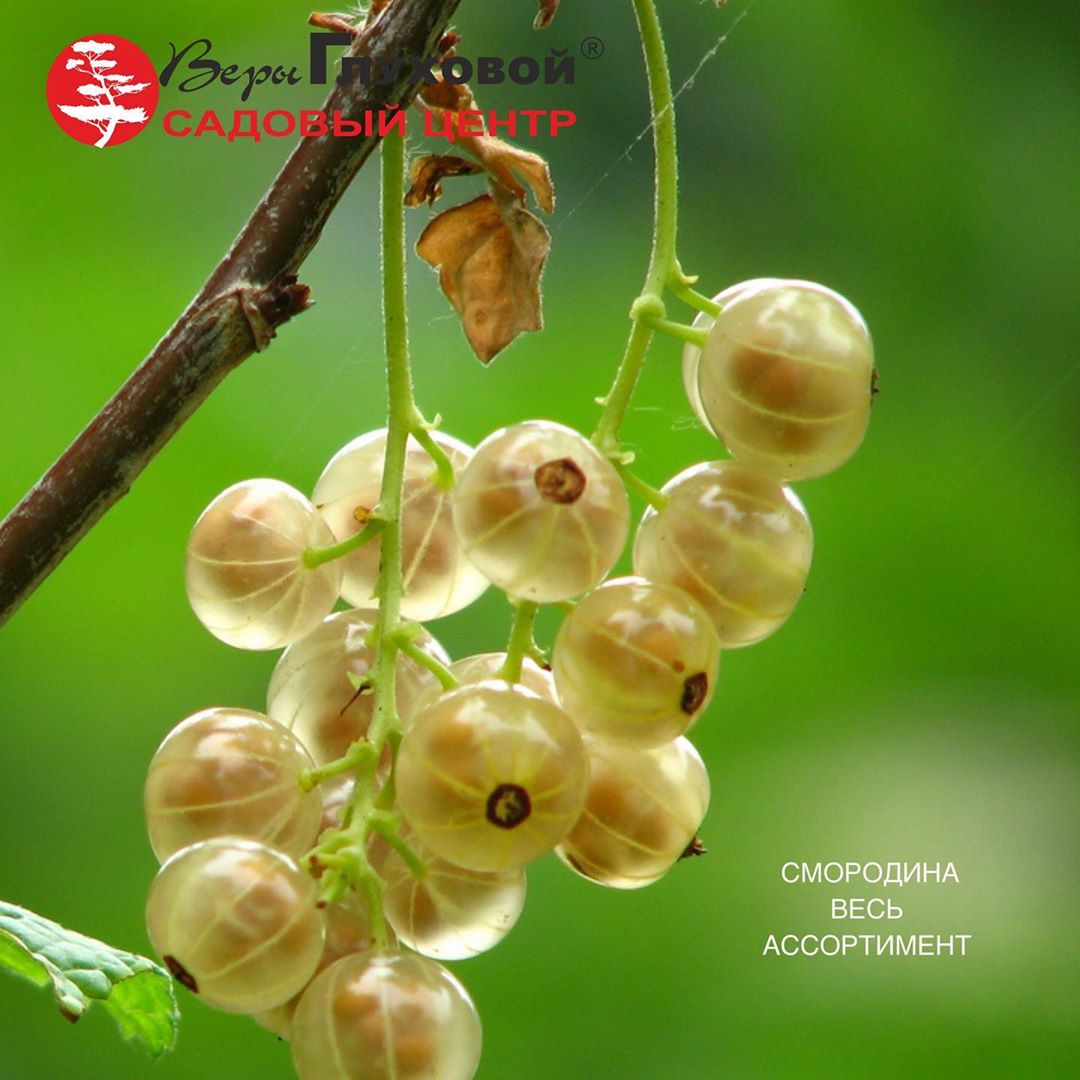 Доступные сорта смородины Доступные сорта смородины