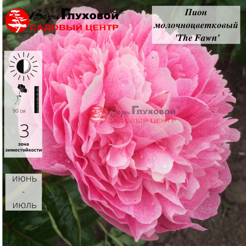 Основное изображение товара