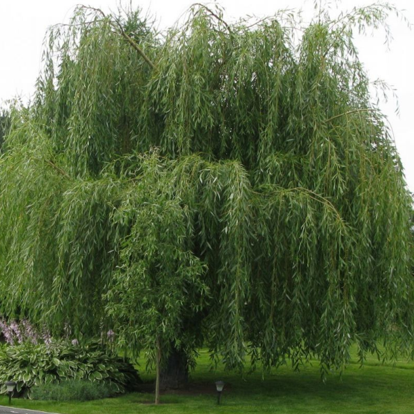 Основное изображение товара