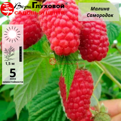 Основное изображение товара