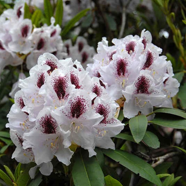 Рододендрон крупноцветковый Кальсап