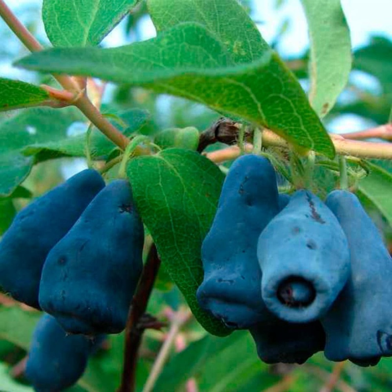 Жимолость Амфора