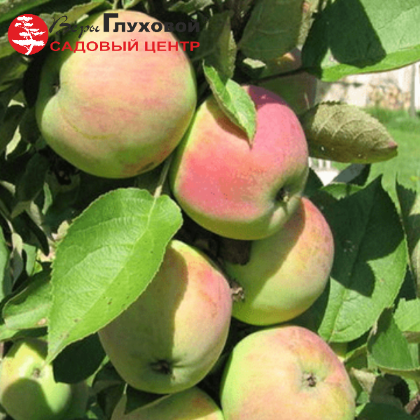 Яблоня Солнцедар