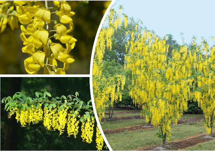 Бобовник анагиролистный Бобовник анагиролистный