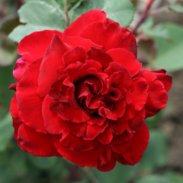Основное изображение товара