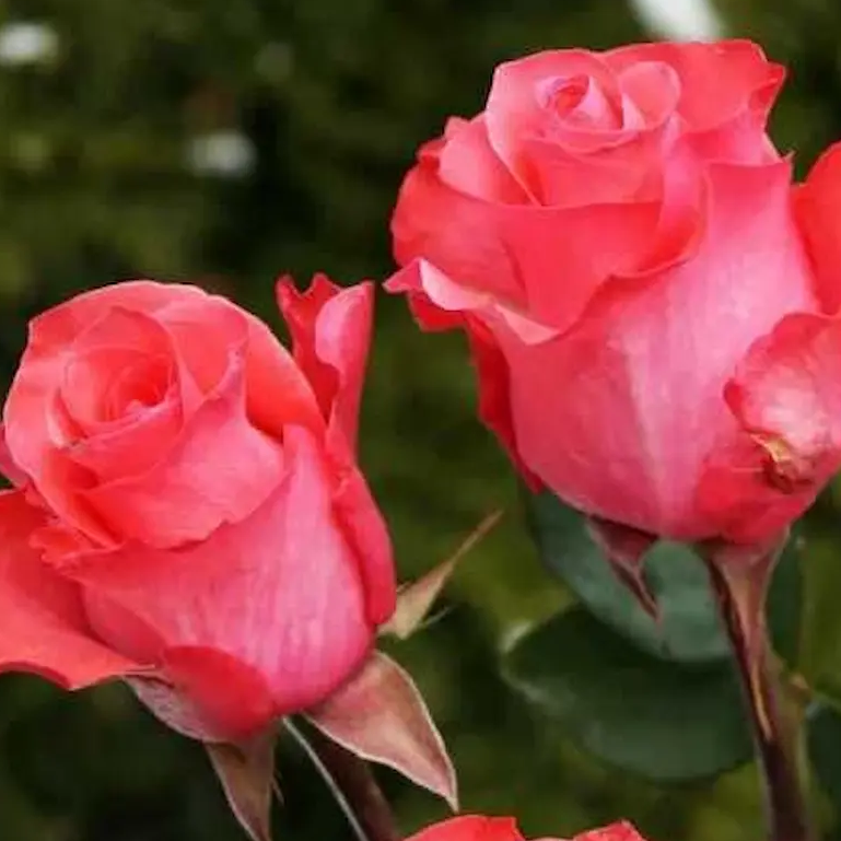 Роза полиантовая Pink Love