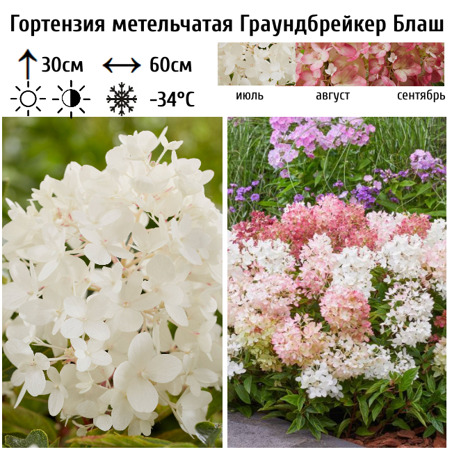 Гортензия метельчатая Граундбрейкер Блаш