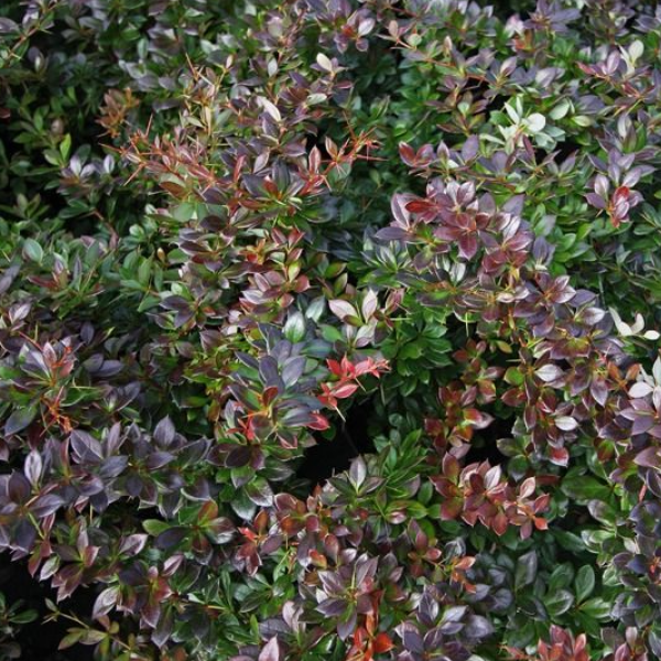 Основное изображение товара