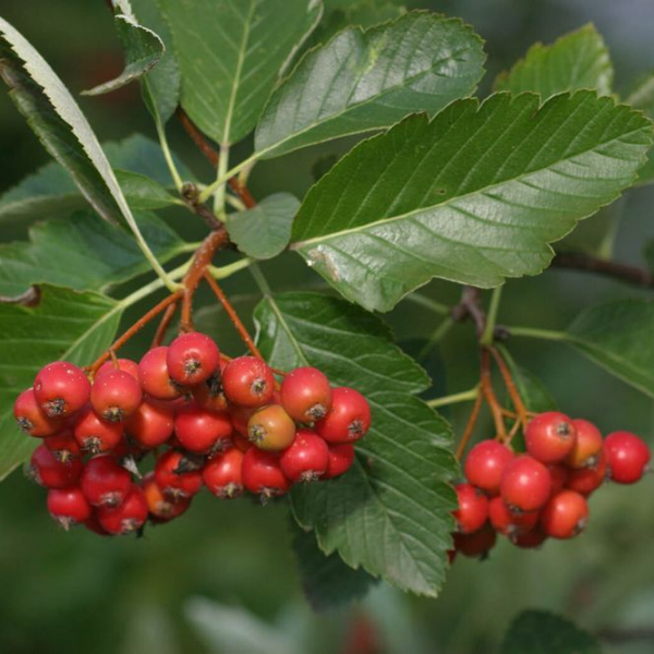 Основное изображение товара