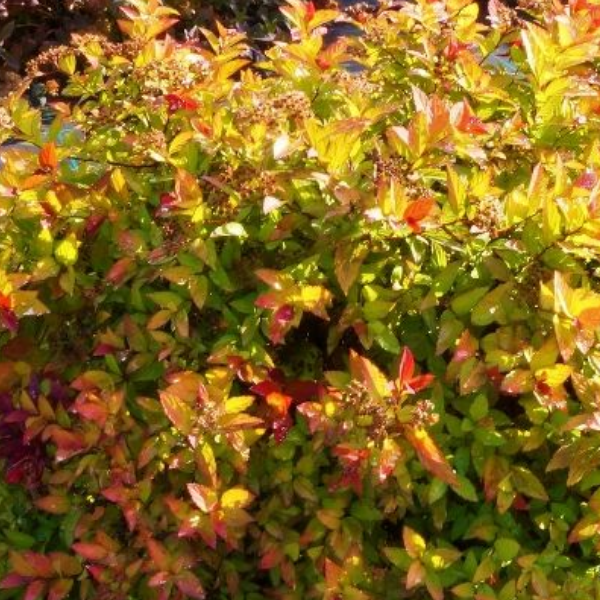 Спирея японская Мэджик Карпет