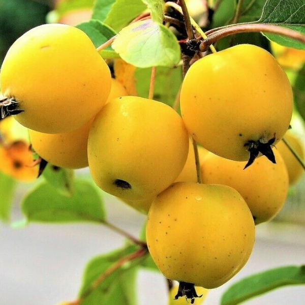 Яблоня Золотая китайка (летний сорт)