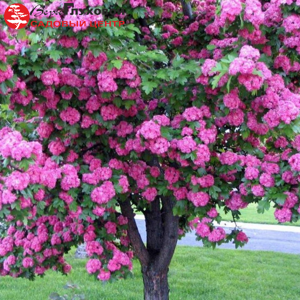 Основное изображение товара