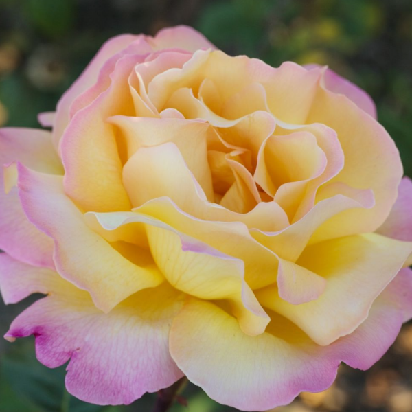 Основное изображение товара