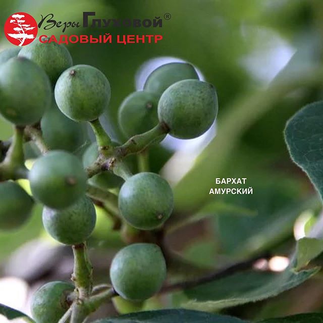 Амурский бархат: краткое описание Амурский бархат: краткое описание