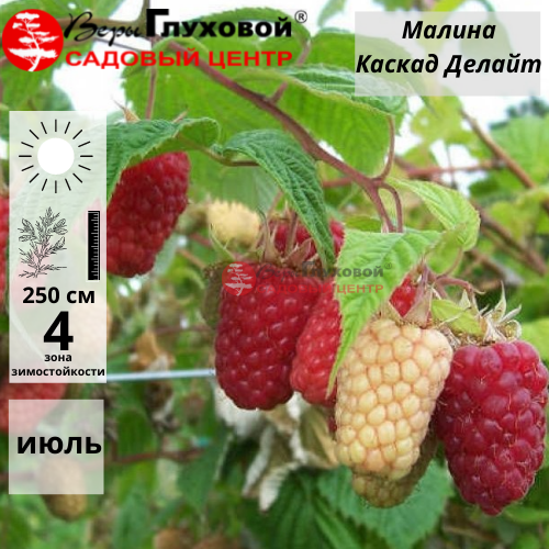 Малина Каскад Делайт