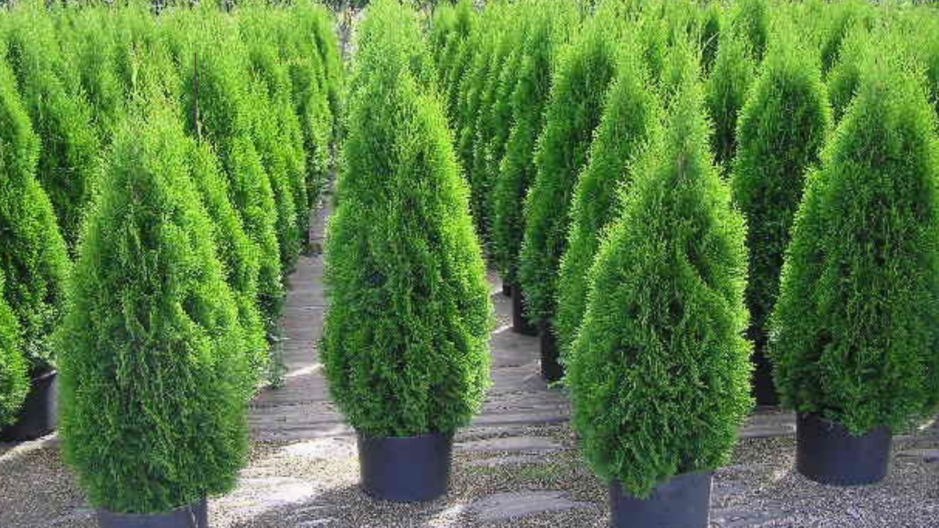 АКЦИЯ: ТУЯ СМАРАГД 40-60 см. за 590₽ АКЦИЯ: ТУЯ СМАРАГД 40-60 см. за 590₽