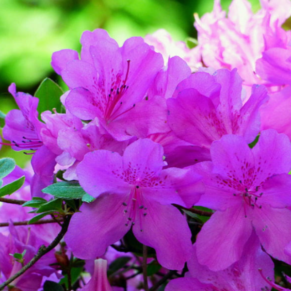 Основное изображение товара