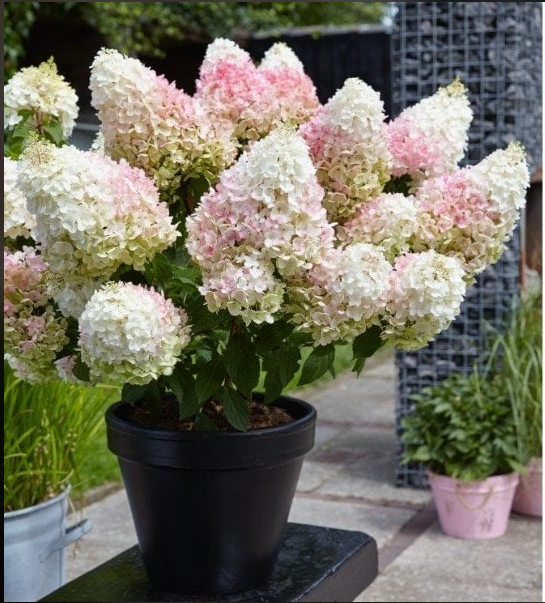 Гортензия "Литтл Блоссом": описание сорта Гортензия "Литтл Блоссом": описание сорта