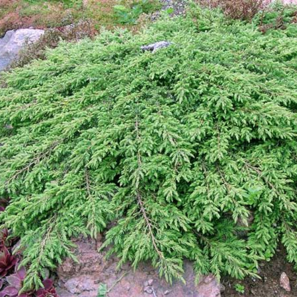 Можжевельник обыкновенный "Репанда" Juniperus communis “Repanda”