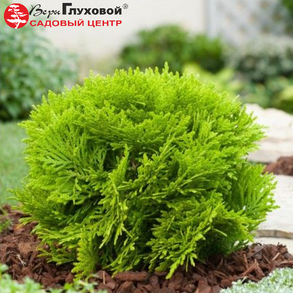 Основное изображение товара